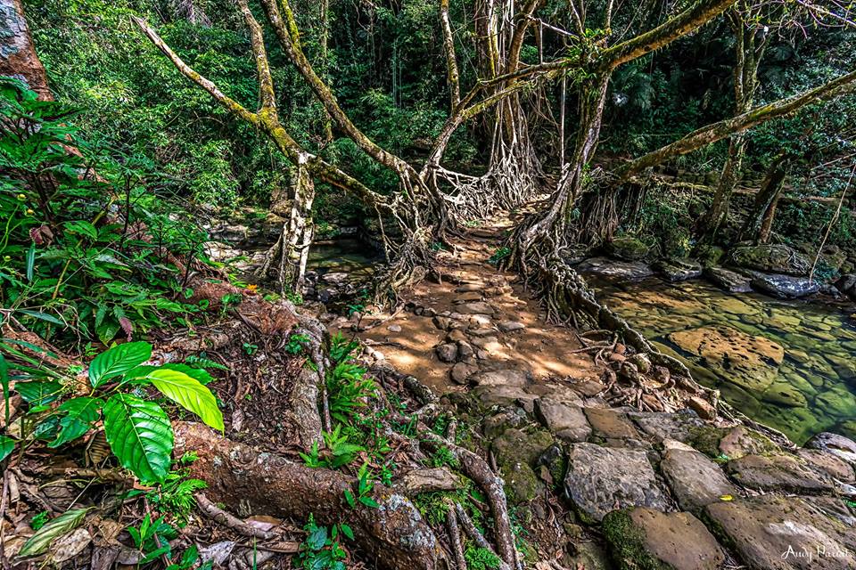Living Root Bridge Riwai