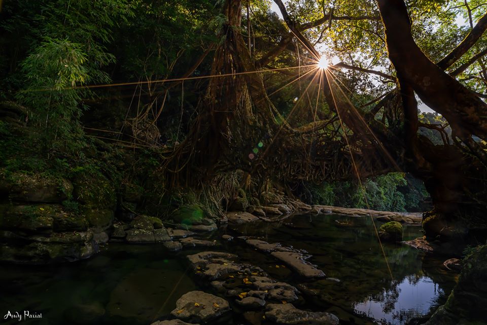 Sunlight at Living Root Bridge